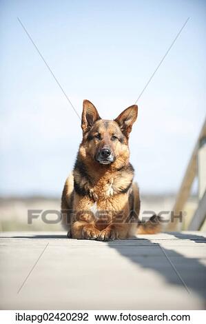German Shepherd lying on a bridge View Large Photo Image Stock Image - German Shepherd lying on a bridge. Fotosearch