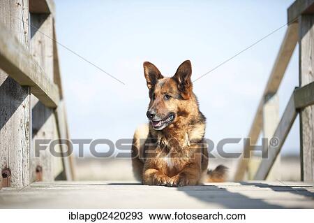 German Shepherd lying on a bridge View Large Photo Image Stock Image - German Shepherd lying on a bridge. Fotosearch