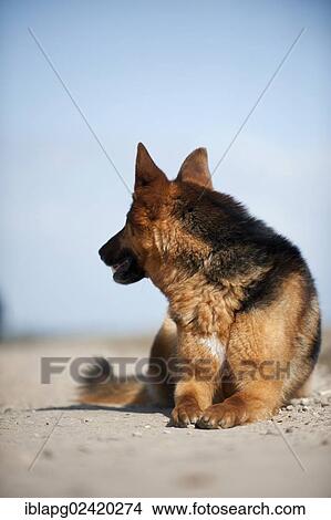 German Shepherd, lying View Large Photo Image Picture - German Shepherd, lying. Fotosearch