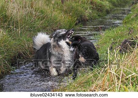 German Shepherd mixed breed and an Australian Shepherd puppy playing in a ditch View Large Photo Image Stock Image - German Shepherd mixed breed and an Australian Shepherd puppy playing in a ditch. Fotosearch