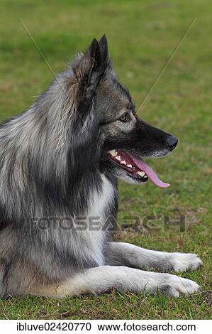 German Shepherd mixed breed, male View Large Photo Image Stock Image - German Shepherd mixed breed, male. Fotosearch