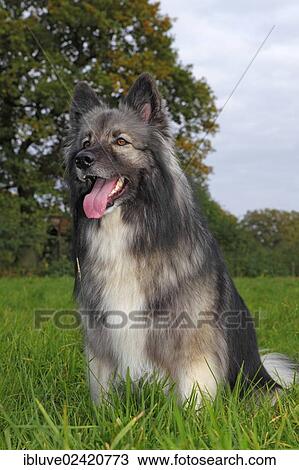 German Shepherd mixed breed, male View Large Photo Image Stock Image - German Shepherd mixed breed, male. Fotosearch