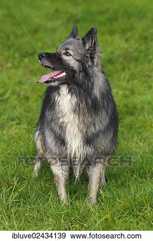 "German Shepherd mixed breed, male, with wet fur" View Large Photo Image Stock Photo - "German Shepherd mixed breed, male, with wet fur". Fotosearch