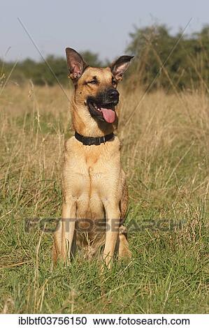 German Shepherd mixed breed sitting in tall grass View Large Photo Image Stock Image - German Shepherd mixed breed sitting in tall grass. Fotosearch