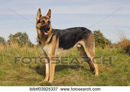 "German Shepherd, mixed breed" View Large Photo Image Stock Photo - "German Shepherd, mixed breed". Fotosearch