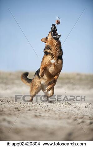 German Shepherd, playing View Large Photo Image Picture - German Shepherd, playing. Fotosearch
