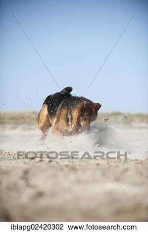 German Shepherd, playing View Large Photo Image Stock Image - German Shepherd, playing. Fotosearch