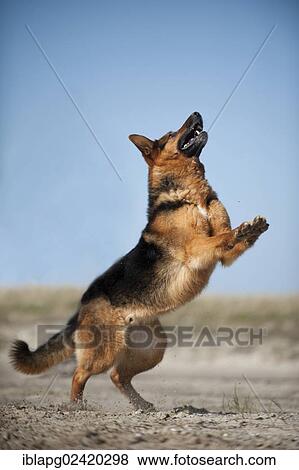 German Shepherd, playing View Large Photo Image Stock Photo - German Shepherd, playing. Fotosearch