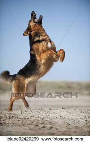 German Shepherd, playing View Large Photo Image Stock Photo - German Shepherd, playing. Fotosearch