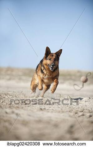 German Shepherd, playing View Large Photo Image Stock Photo - German Shepherd, playing. Fotosearch