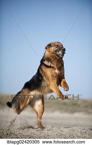 German Shepherd, playing View Large Photo Image Stock Photography - German Shepherd, playing. Fotosearch
