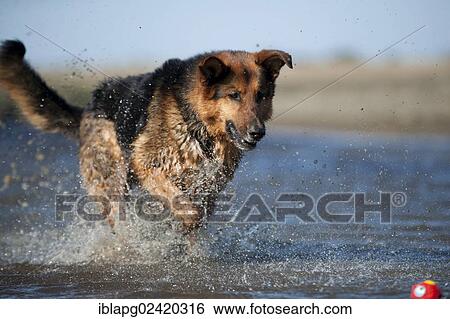 German Shepherd playing with a ball in the water View Large Photo Image Stock Photograph - German Shepherd playing with a ball in the water. Fotosearch