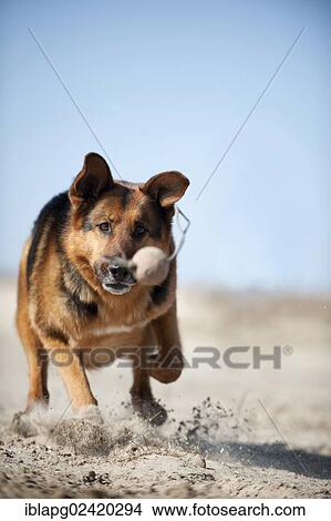 German Shepherd playing with a ball View Large Photo Image Picture - German Shepherd playing with a ball. Fotosearch