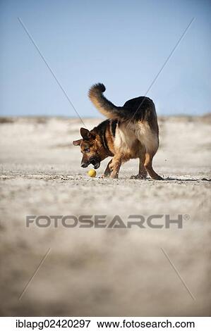 German Shepherd playing with a ball View Large Photo Image Stock Photo - German Shepherd playing with a ball. Fotosearch