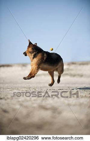 German Shepherd playing with a ball View Large Photo Image Stock Photograph - German Shepherd playing with a ball. Fotosearch