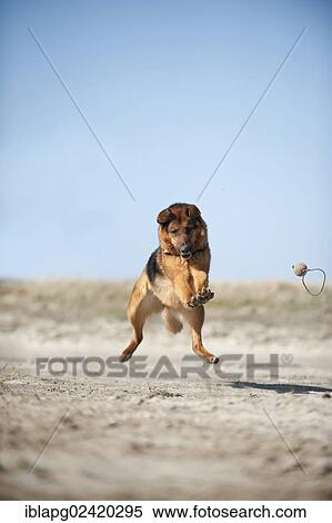 German Shepherd playing with a ball View Large Photo Image Stock Photography - German Shepherd playing with a ball. Fotosearch
