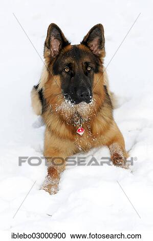 "German Shepherd, portrait, Spraitbach, Schwabisch Gmund, Baden-Wurttemberg, Germany, Europe" View Large Photo Image Stock Image - "German Shepherd, portrait, Spraitbach, Schwabisch Gmund, Baden-Wurttemberg, Germany, Europe". Fotosearch