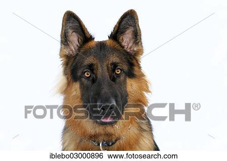 "German Shepherd, portrait, Spraitbach, Schwabisch Gmund, Baden-Wurttemberg, Germany, Europe" View Large Photo Image Stock Photograph - "German Shepherd, portrait, Spraitbach, Schwabisch Gmund, Baden-Wurttemberg, Germany, Europe". Fotosearch