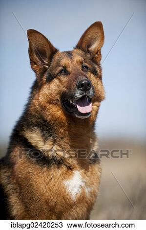 German Shepherd, portrait View Large Photo Image Stock Image - German Shepherd, portrait. Fotosearch