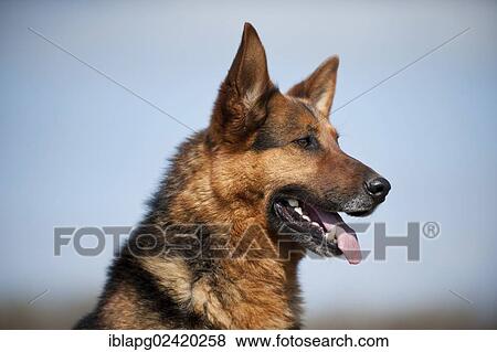 German Shepherd, portrait View Large Photo Image Stock Photo - German Shepherd, portrait. Fotosearch