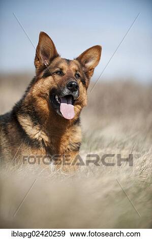 German Shepherd, portrait View Large Photo Image Stock Photo - German Shepherd, portrait. Fotosearch