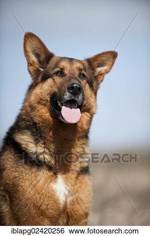 German Shepherd, portrait View Large Photo Image Stock Photograph - German Shepherd, portrait. Fotosearch