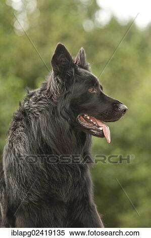 German Shepherd, Portrait View Large Photo Image Stock Photography - German Shepherd, Portrait. Fotosearch