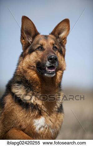 German Shepherd, portrait View Large Photo Image Stock Photography - German Shepherd, portrait. Fotosearch