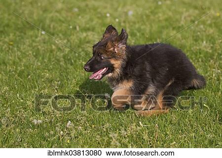 German Shepherd puppy View Large Photo Image Stock Image - German Shepherd puppy. Fotosearch