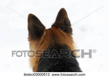 "German Shepherd, rear view of the head, Spraitbach, Schwabisch Gmund, Baden-Wurttemberg, Germany, Europe" View Large Photo Image Stock Image - "German Shepherd, rear view of the head, Spraitbach, Schwabisch Gmund, Baden-Wurttemberg, Germany, Europe". Fotosearch