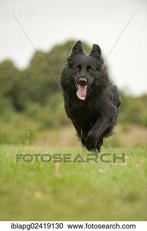 German Shepherd running across a meadow View Large Photo Image Stock Image - German Shepherd running across a meadow. Fotosearch