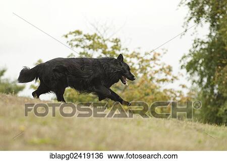 German Shepherd running across a meadow View Large Photo Image Stock Photograph - German Shepherd running across a meadow. Fotosearch