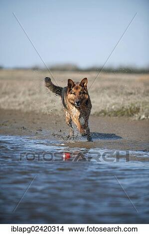 German Shepherd running along the lakeshore View Large Photo Image Picture - German Shepherd running along the lakeshore. Fotosearch