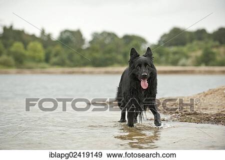 German Shepherd running along the shore View Large Photo Image Stock Photo - German Shepherd running along the shore. Fotosearch