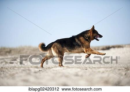German Shepherd running on the beach View Large Photo Image Stock Image - German Shepherd running on the beach. Fotosearch
