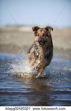 German Shepherd running through the water View Large Photo Image Stock Image - German Shepherd running through the water. Fotosearch