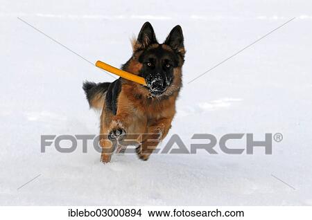 "German Shepherd running with a toy in its mouth, Spraitbach, Schwabisch Gmund, Baden-Wurttemberg, Germany, Europe" View Large Photo Image Picture - "German Shepherd running with a toy in its mouth, Spraitbach, Schwabisch Gmund, Baden-Wurttemberg, Germany, Europe". Fotosearch