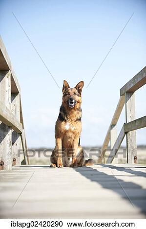 German Shepherd sitting on a bridge View Large Photo Image Stock Image - German Shepherd sitting on a bridge. Fotosearch