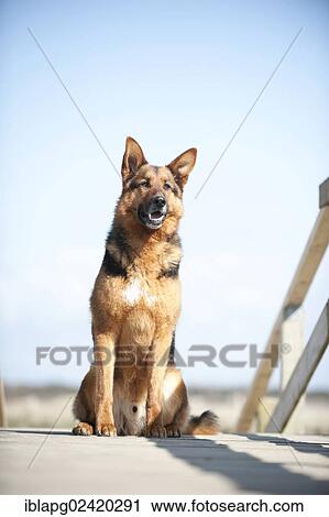 German Shepherd sitting on a bridge View Large Photo Image Stock Image - German Shepherd sitting on a bridge. Fotosearch