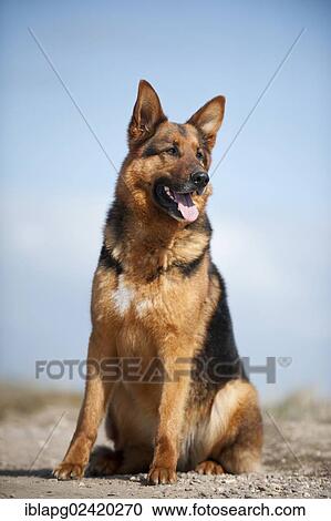 German Shepherd, sitting View Large Photo Image Stock Image - German Shepherd, sitting. Fotosearch