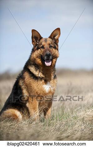German Shepherd, sitting View Large Photo Image Stock Image - German Shepherd, sitting. Fotosearch