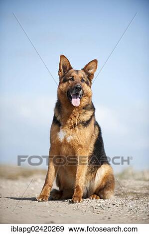 German Shepherd, sitting View Large Photo Image Stock Photo - German Shepherd, sitting. Fotosearch