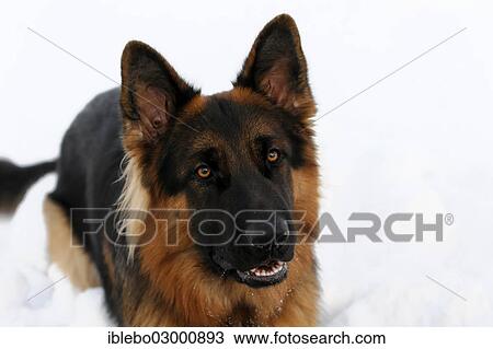 "German Shepherd, Spraitbach, Schwabisch Gmund, Baden-Wurttemberg, Germany, Europe" View Large Photo Image Stock Image - "German Shepherd, Spraitbach, Schwabisch Gmund, Baden-Wurttemberg, Germany, Europe". Fotosearch