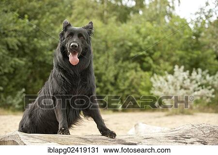 German Shepherd standing on a tree trunk View Large Photo Image Stock Image - German Shepherd standing on a tree trunk. Fotosearch