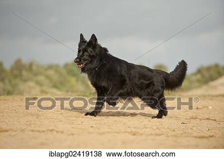 Stock Photo - German Shepherd. Fotosearch