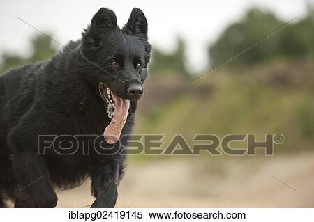 German Shepherd View Large Photo Image Stock Photography - German Shepherd. Fotosearch