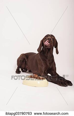 Stock Image - German Shorthair Pointer lying in front of a bowl with wet food licking its nose. Fotosearch