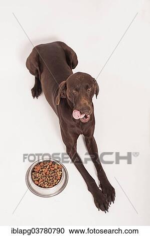German Shorthair Pointer lying in front of a bowl of dry food View Large Photo Image Stock Image - German Shorthair Pointer lying in front of a bowl of dry food. Fotosearch