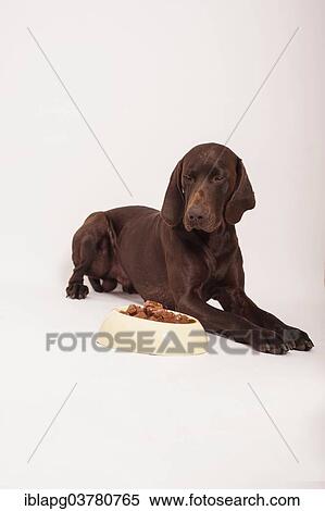 German Shorthair Pointer lying in front of a bowl with wet food View Large Photo Image Stock Photography - German Shorthair Pointer lying in front of a bowl with wet food. Fotosearch