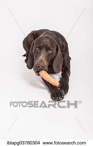 German Shorthaired Pointer chewing a carrot View Large Photo Image Picture - German Shorthaired Pointer chewing a carrot. Fotosearch